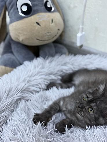 balaca pisik sekilleri: Britan — 6