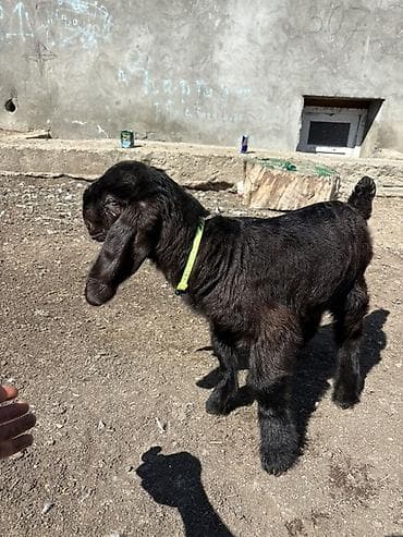 K/t heyvanları üçün mallar: Salam 20 günlük çəpiş di erkək hələb bala sosqa əmir sağlam heyvandır — 1