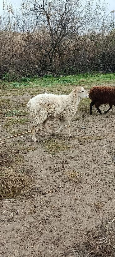 qoyun quyrugu: Satışda qoyun - Cins/tip: Yerli ətlik-yunlu qoyun - Rəng: Ağ (tam — 1
