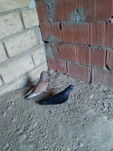 Cut tutlub yumurtuya qovur mayasi dusdu erkeyde allandi dusdu saglam