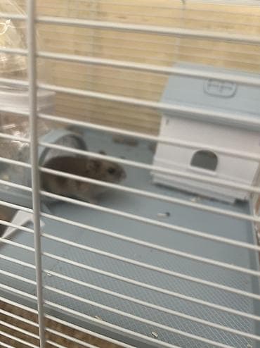 qefes: Teze boyuk qefes, 2 xomyak, yemi, qumu, apilkasi ile birlikde 30 — 6