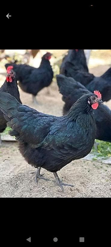 Toyuq, Australorp, Damazlıq — 3