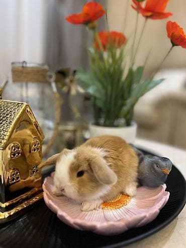 dövsan: 🐰Körpəlik halı belə şirindir! Cəmi 8 günlükdür 22 avqustdan satış — 6