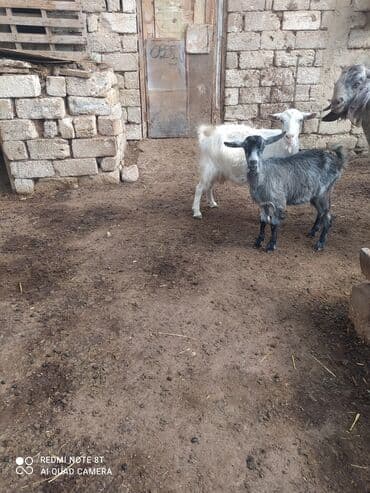 sort keciler: Dişi, Zanen, il: 4, Südlük — 2