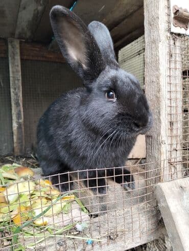 Keçi, çəpiş: 6aylığ erkəy dovşan iri cinsdi saxlıyıb artırmağ üçündə çox uyğun — 2