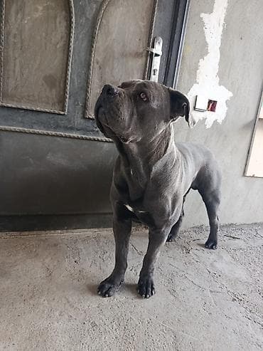 alman iti: Kane-Korso, 11 ay, Erkek — 3