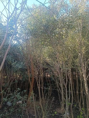 bamiyə bitkisi: Zeytun tingləri – peyvəndli, sıx kök sistemi ilə - Növ: Zeytun (Olea — 1