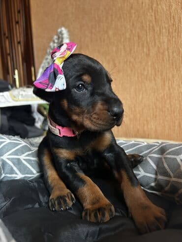 шпиц цена в баку: Доберман, 1 месяц, Самка, С родословной, Самовывоз — 5