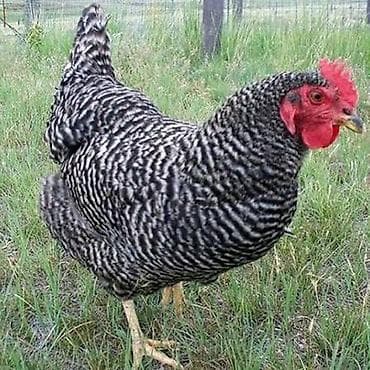 toyuq cuce satiram: Toyuq cücələri, Damazlıq, Ödənişli çatdırılma — 2