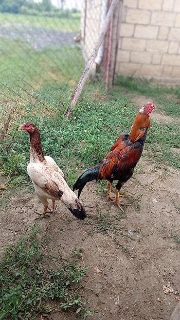 heyvanlara verilən adlar: Toyuq, Damazlıq — 1