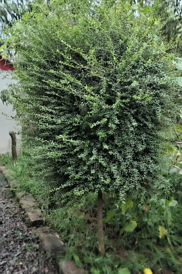 Baxımlı dekorativ həmişəyaşıl kol (topiary forması). - Sıx, xırda