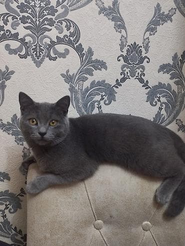 xas: Britan, Erkək — 2