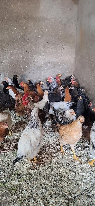 kənd çolpası: Toyuq, Damazlıq — 6