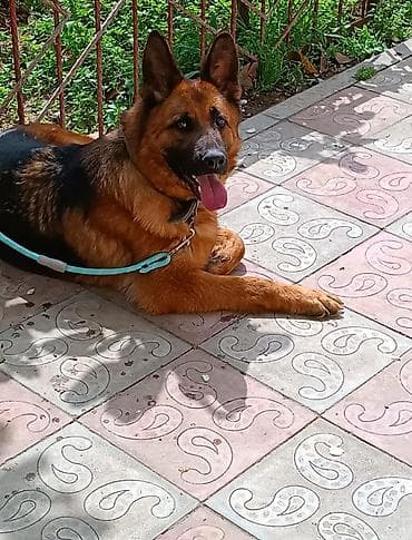 cane corso qiyməti: Alman çoban iti, 1 il, Dişi — 1