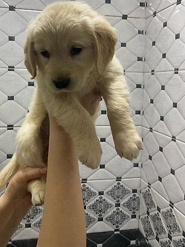 İtlər: Labrador-retriver, 2 ay, Dişi, Peyvəndli, Ödənişli çatdırılma, Rayonlara çatdırılma, Ünvandan götürmə — 1