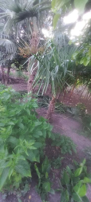 Dekorativ xurma/palma ağacı – fanşəkilli yarpaqlı - Növ: Trachycarpus — 5