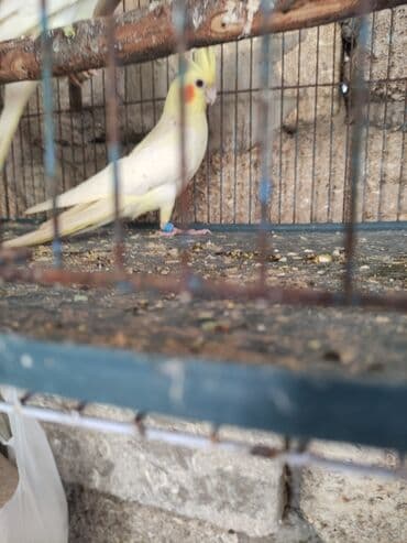 hazır inşalar: Korella ayağlari üzüklü seçmə quşlardi hazir quşlar cute hazir Balada — 13