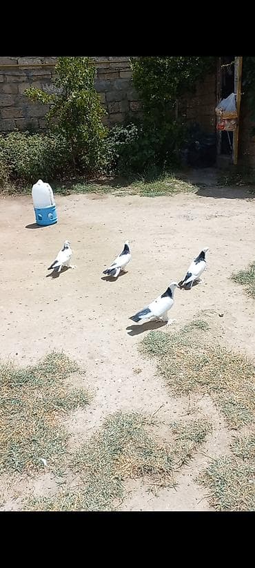 Heyvanlar: Salam heyvanlar tam saglamdi isdiyen unvan bine savxoz — 2