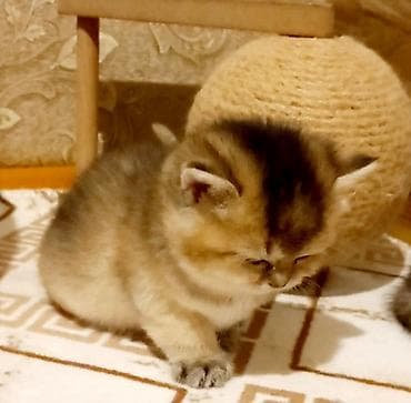 Pişiklər: Britan, Dişi, Yaxşı əllərə, Ünvandan götürmə — 3