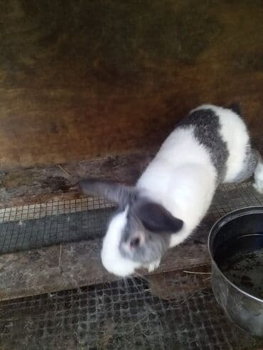 электрическая машинка для стрижки овец: Dovwanlar.5 manatdan bawlayir.unvan sumqayit — 3