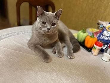 pişikler ucuz: Şotland, Erkək, Cütləşmə üçün, Ödənişli çatdırılma — 4