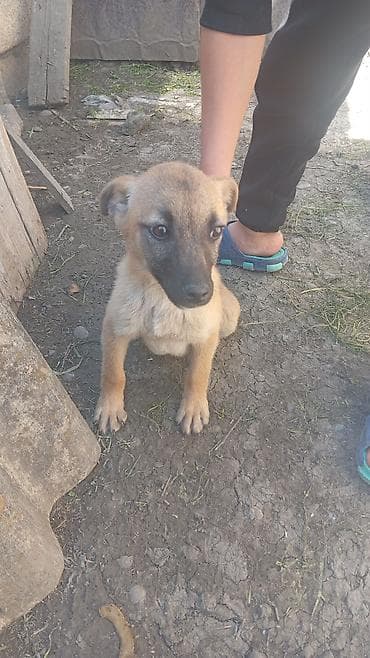 toyuq mehsullari topdan satis: 3 ay, Peyvəndli — 5