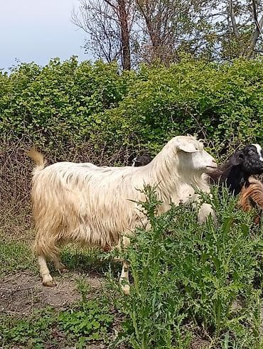 simental inek satilir: Salam keçilər kom satılır.Cəmi 8 başdır. 1 ədəd hələbdən dönmə 1 — 6