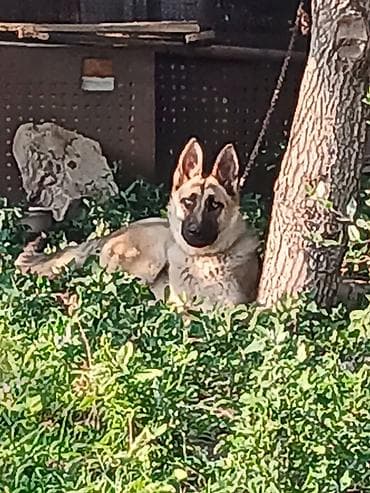 Alman çoban iti, 1 il lalafo.az -da Alman çoban iti, 1 il