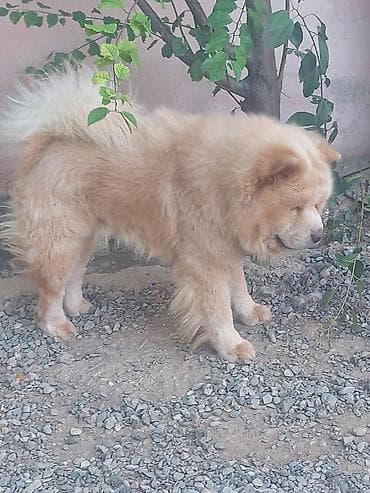 dog argentina: Çau-Çau, 1 il, Erkek, Peyvəndli — 4