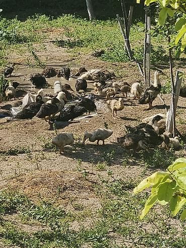 Ördəklər: Ördək satıram. 25 günlük. qarışıqdı. lal deyil. 36 ədəddi. şəkiıdəki — 2
