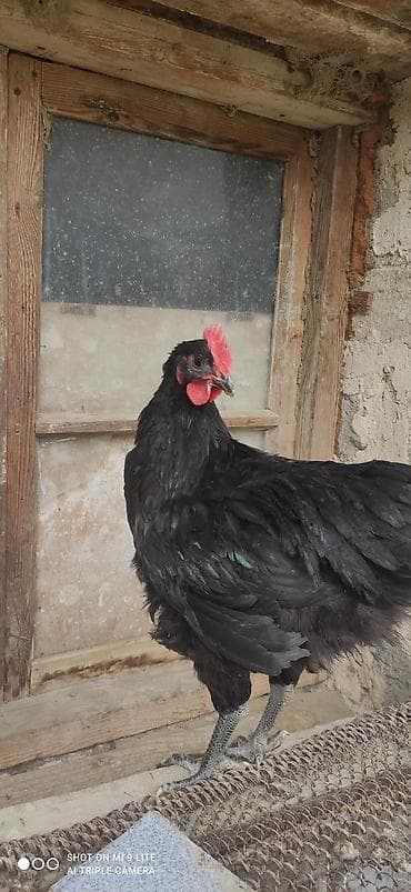 toyuq satisi: Курица, Australop, Для яиц — 3