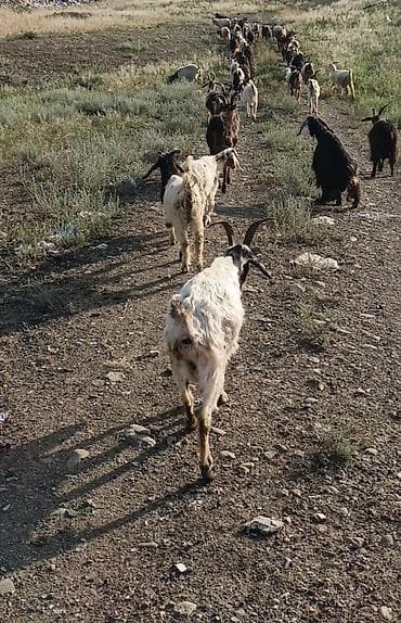 Keçilər, çəpişlər: 37 ana keçi 1 dene teke helep 22 dene cepiş Kom 8400 — 1