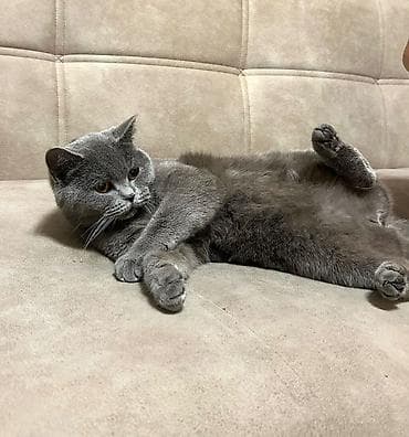 bakida it barinagi: Britan — 1