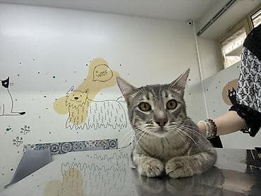 Pişiklər: Tabbi, Erkək, Yaxşı əllərə, Rayonlara çatdırılma, Ünvandan götürmə, Pulsuz çatdırılma — 2