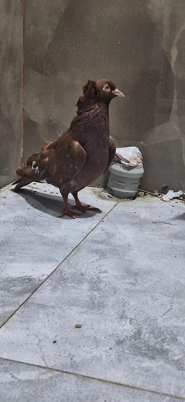 goyərcin yumurta: Cütdülər yumurtaya döyüllər Xüsusiyyətlər: - Növ: Ev/şou tipli — 2