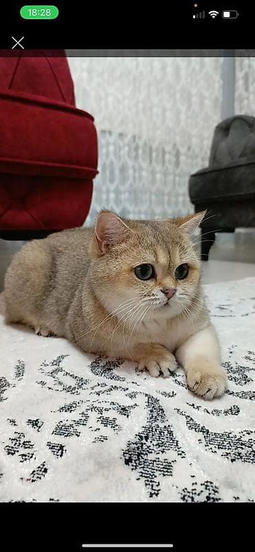 Pişiklər: Britan — 3