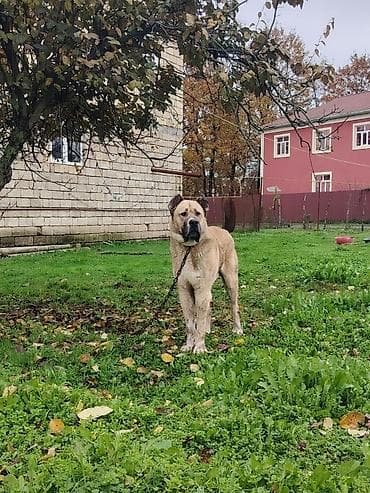 tap.az heyvanlar itler: Kanqal, Erkek — 3