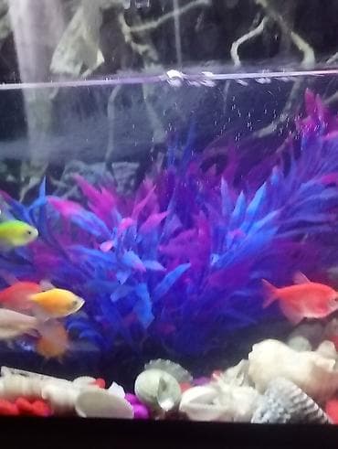 sultan quşu: Glofish, Sülhsevər — 4