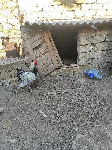 Heyvanlar: Toyuq, Brama, Damazlıq — 6