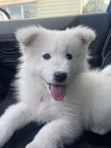 canavara oxsayan it: Samoyed, Pulsuz çatdırılma — 4