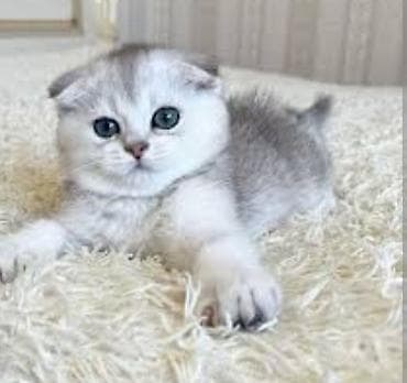 it balası: Qızıl şinşilla, Erkək — 5