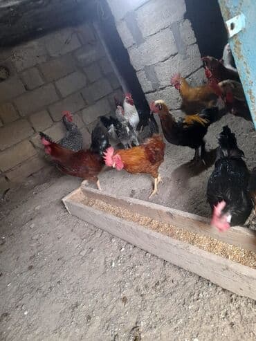 heratı xoruz: Toyuq, Damazlıq — 5