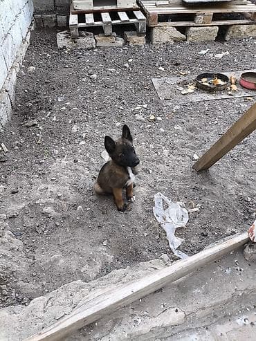 şpits itleri: 2 ay, Dişi, Ödənişli çatdırılma — 4