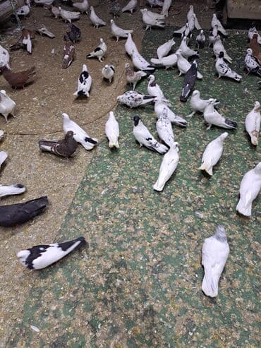 heyvanlara verilen xususi adlar: Məhsul: Zərif və müxtəlif rəng naxışlarında ev göyərçinləri Təsvir: - — 1