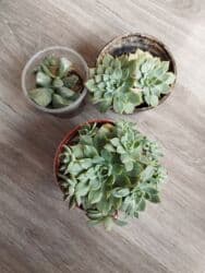 Sukkulentlər dəsti - 3 fərqli saksıda sukkulent. - İki ədəd rozet