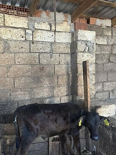 heyvan yemleri: Satışa iri buynuzlu heyvanlar - Cins: qarışıq ətlik (fotoşəkillərdə — 8