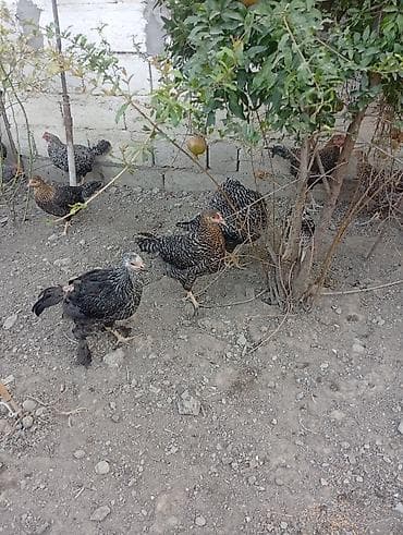 Toyuq, Damazlıq lalafo.az -da Toyuq, Damazlıq