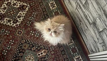 heyvanlara verilen xususi adlar: Персидская — 1