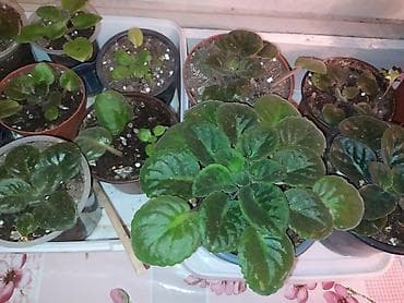 gozel gül sekilleri: BƏNÖVŞƏLƏR OTAQ BİTKİLƏRİ — 2