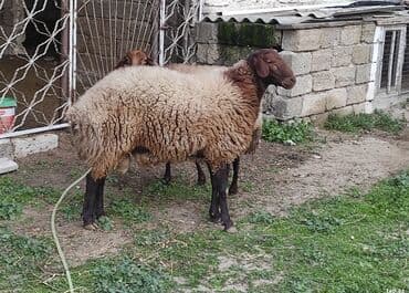 рынок животных в баку: Qala Cinsi damazlıq Erkek satılır 750 azn — 1